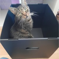 6 faltbare Boxen aus Kunststoff für Kallax und ähnliche Regalsysteme weiß 33 cm x 33 cm x 38 cm